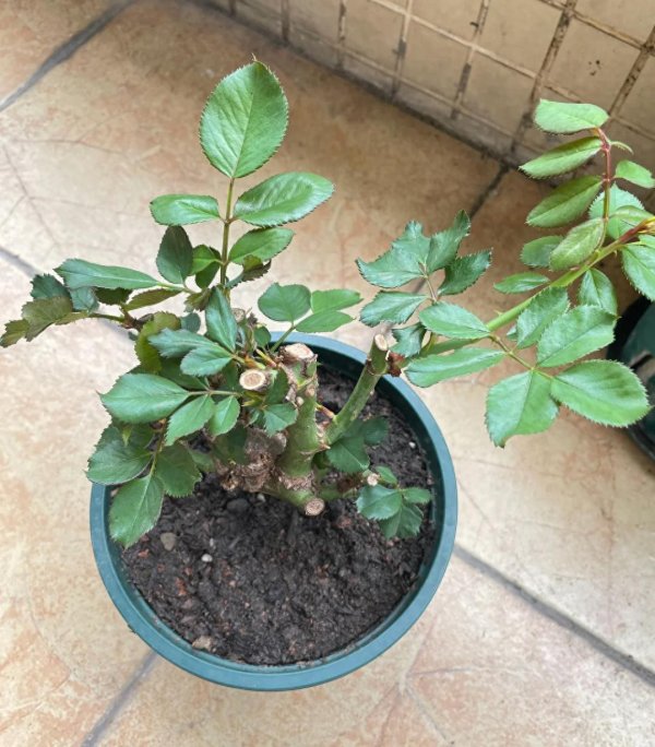 老品牌速配 养了3年半月季老桩，谈谈这是不是“智商税”真实体验